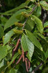 Cherry birch <BR>Sweet birch